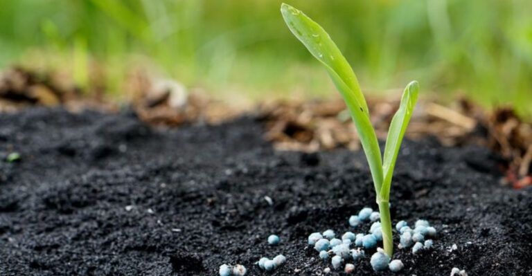 blue fertilizer around plant