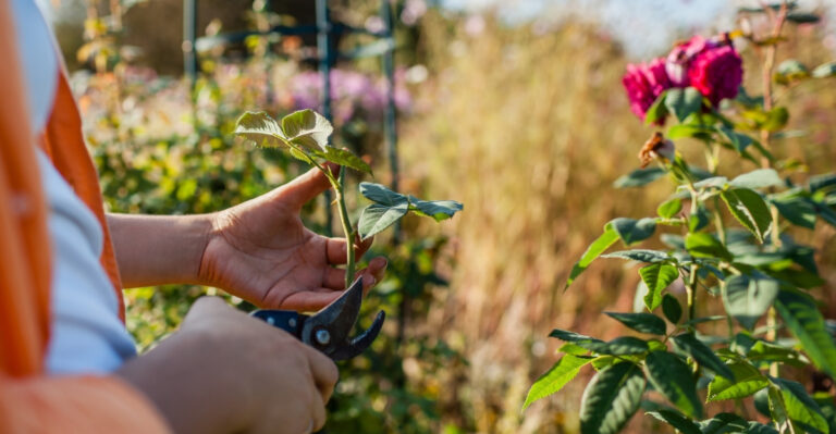roses propagation (featured image)