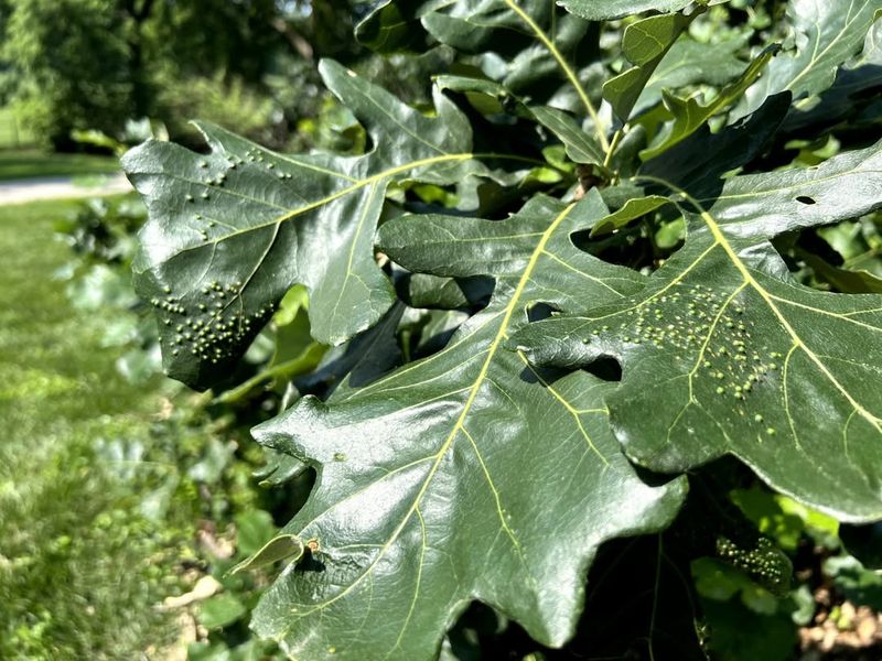 The Reason Leaving A Leaf Gall Alone Often Works Best