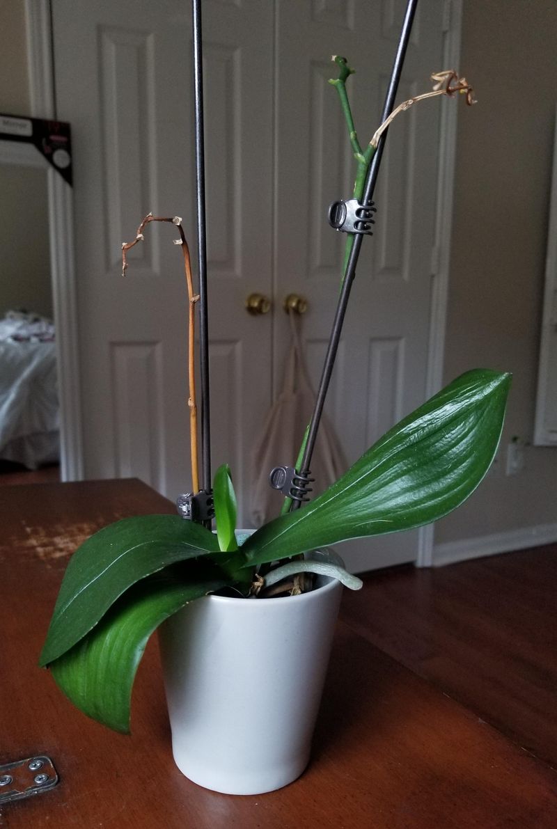 The Most Common Bloom-Destroying Mistake