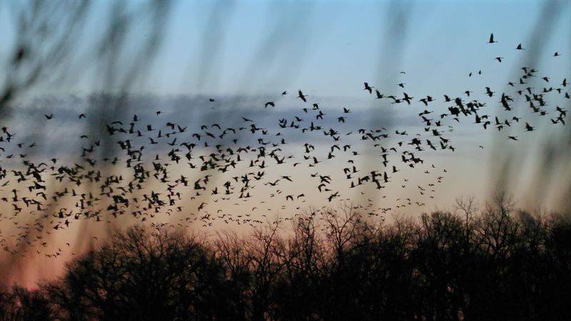 How Oregon Sits Right In The Middle Of Major Migration Routes