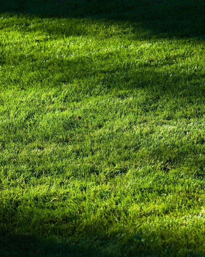 Grass Needs More Sunlight Than Shade Provides
