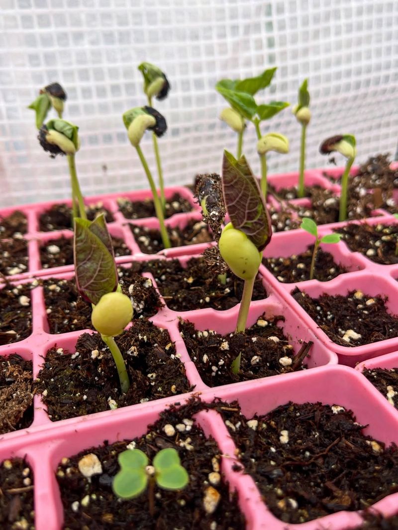 Faster Germination And Earlier Planting Windows