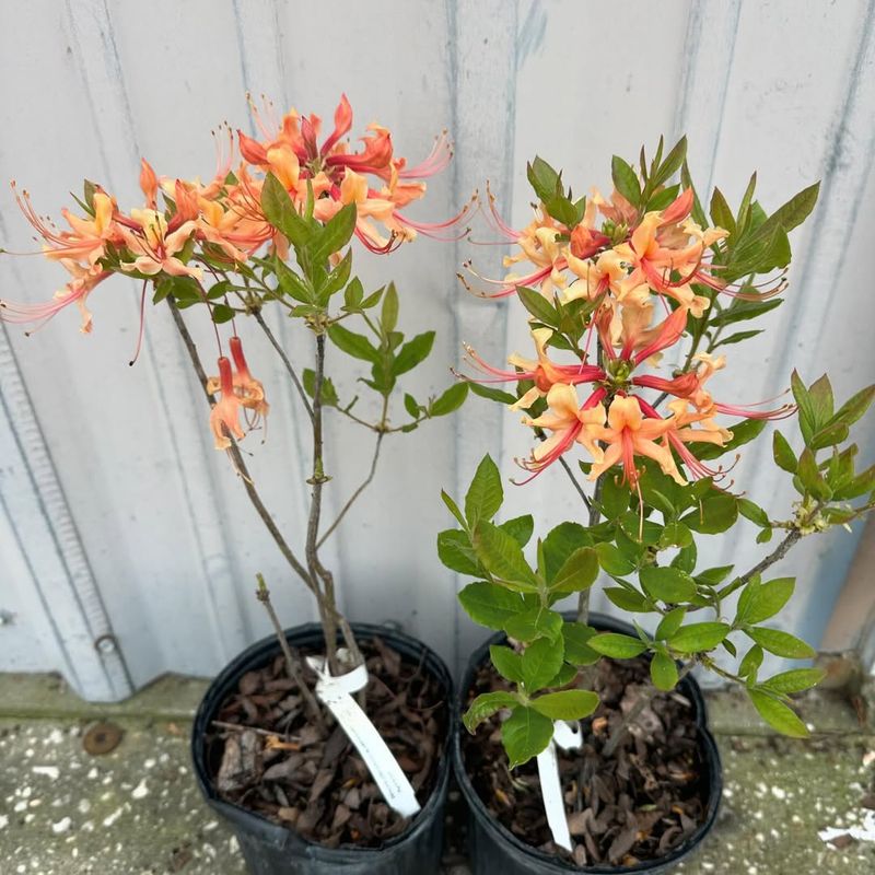 Regional Pruning Timing Differences In Florida