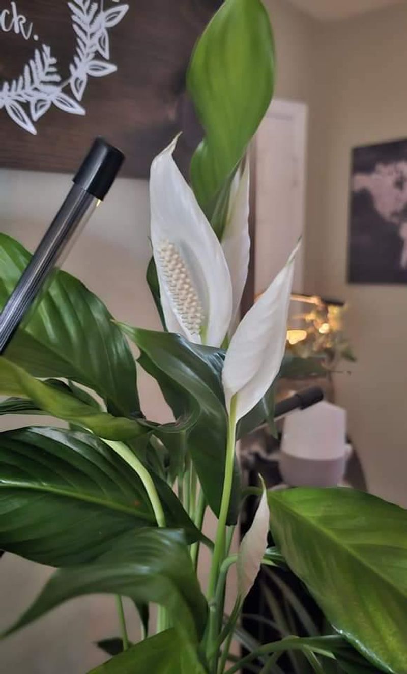 When Pruning Helps Blooming Instead Of Hurting It