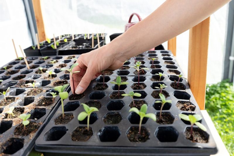 The Benefits Of Starting Seeds Indoors Early