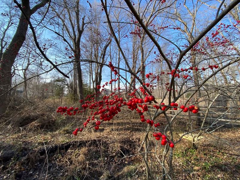 Native Plant Perfectly Suited To Pennsylvania's Climate