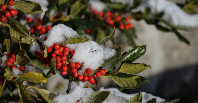 winterberry holly