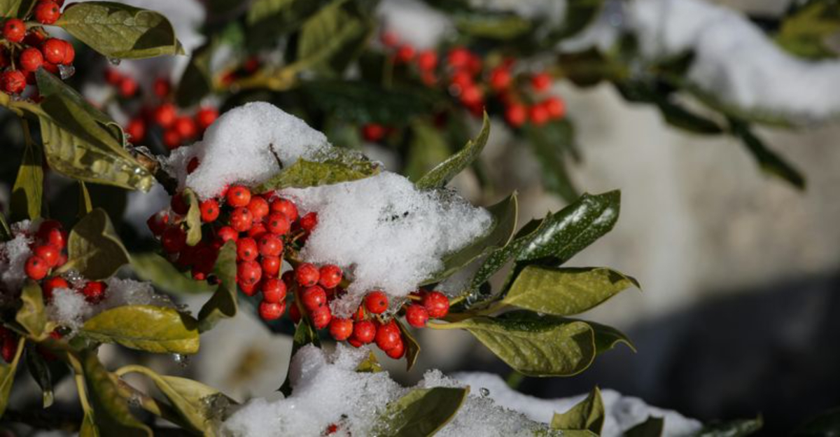 winterberry holly