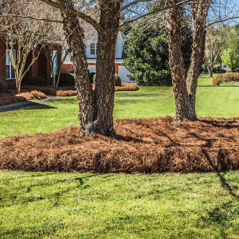 What Makes Pine Straw Work Better In Florida Climate