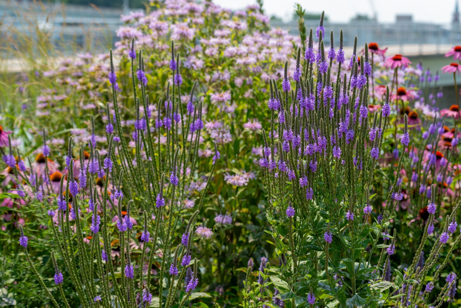 Why Planting Native Species Is The Smart Choice For Minnesota Gardens In 2026