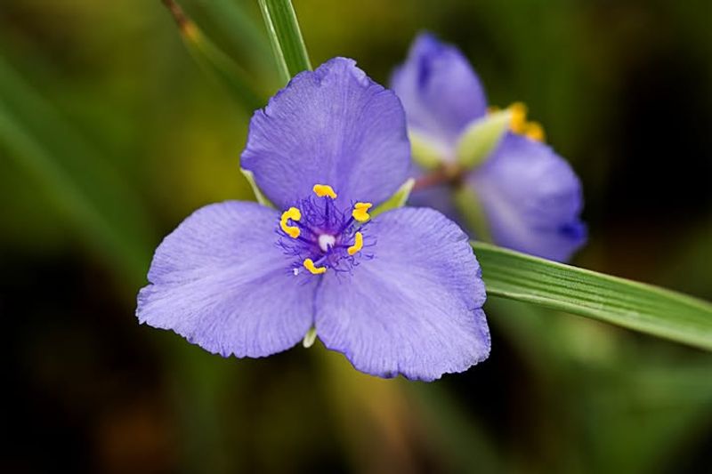 Native Plants Require Far Less Water Once Established