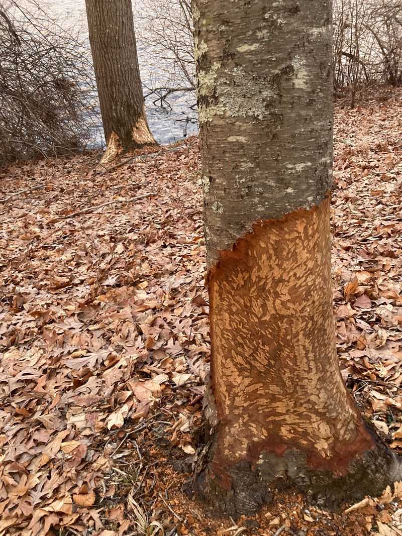 How to Tell If A Porcupine Is The Real Culprit