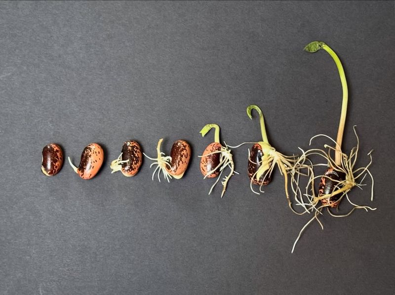 Gathering Your Pre-Sprouting Supplies