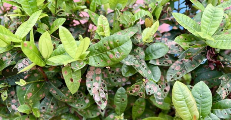 damaged plants (featured image)