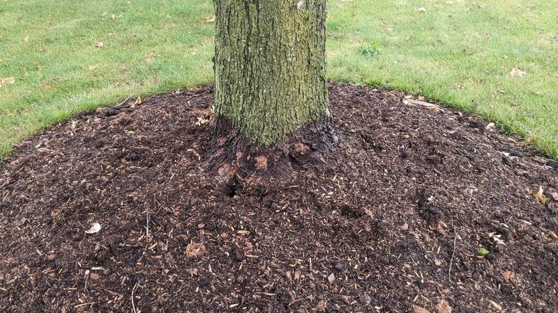 The One Mulching Mistake Florida Gardeners Make