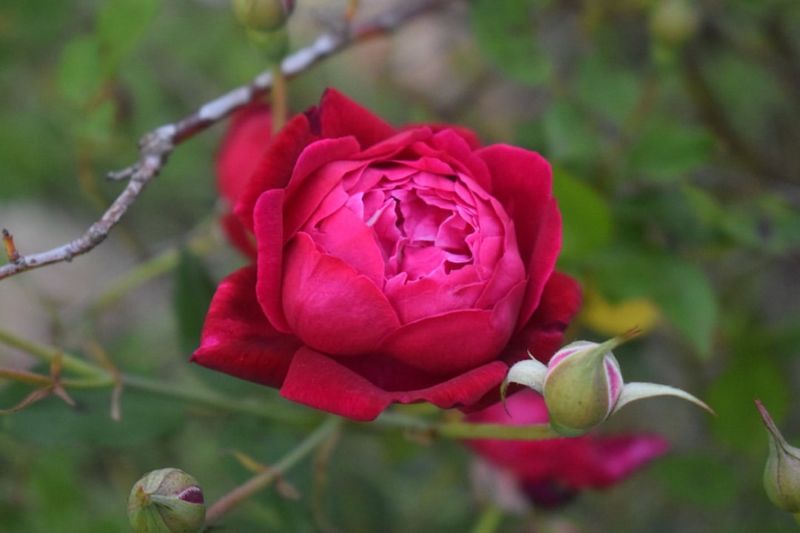 Best Rose Types To Propagate In Florida