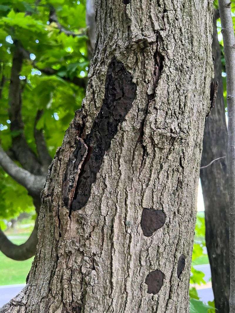 Common Tree Species In Pennsylvania Affected