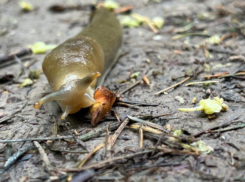How To Identify Slug Damage On Florida Plants