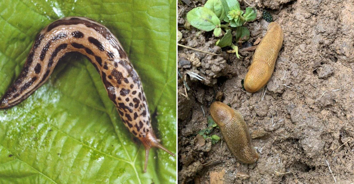 slugs in garden
