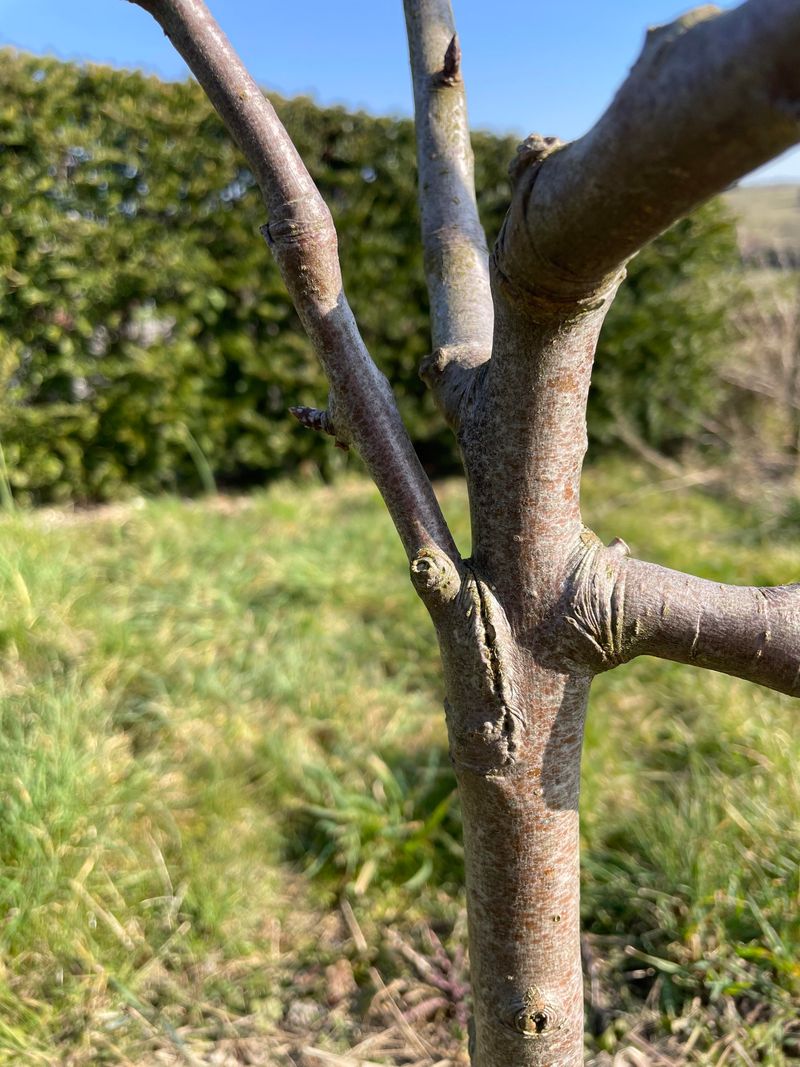Identify Weak Branch Angles Before Winter Hits