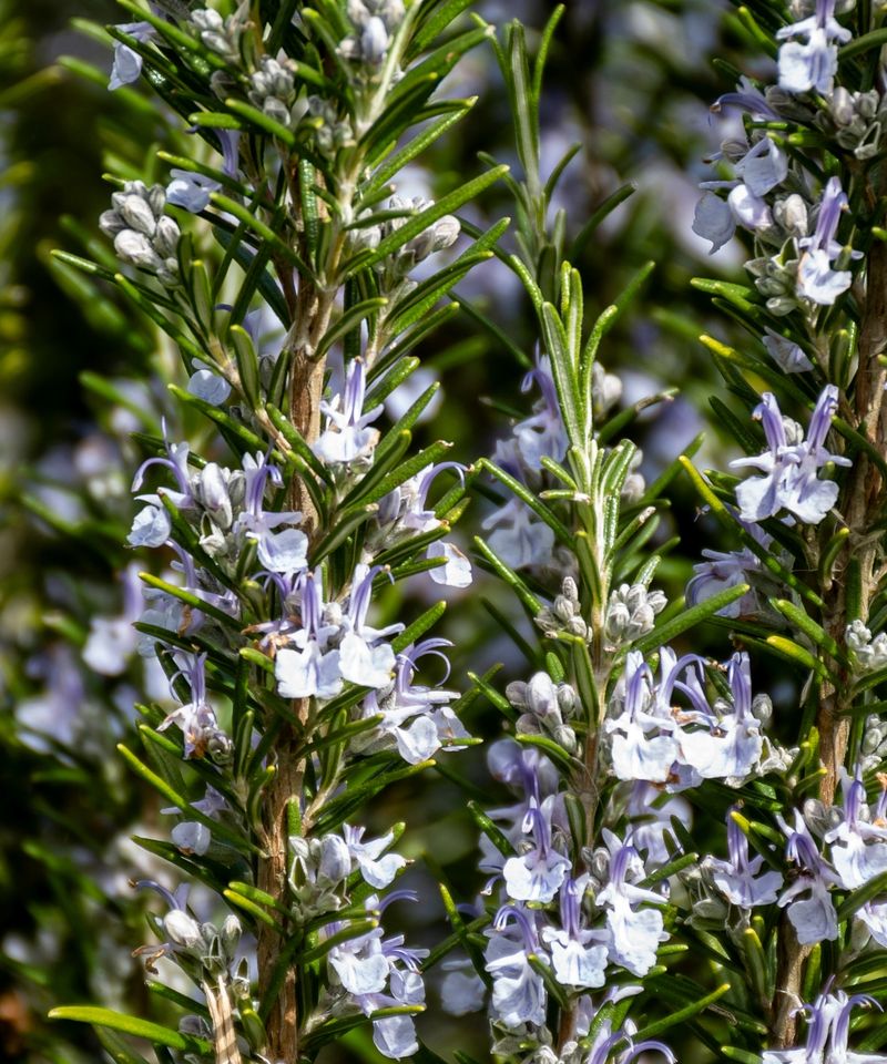 Rosemary Thrives In California's Sun-Drenched Entryways
