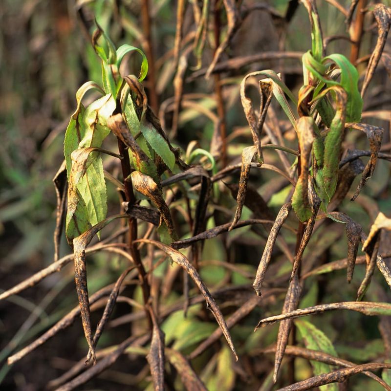 Late Frosts Damage Young Plants