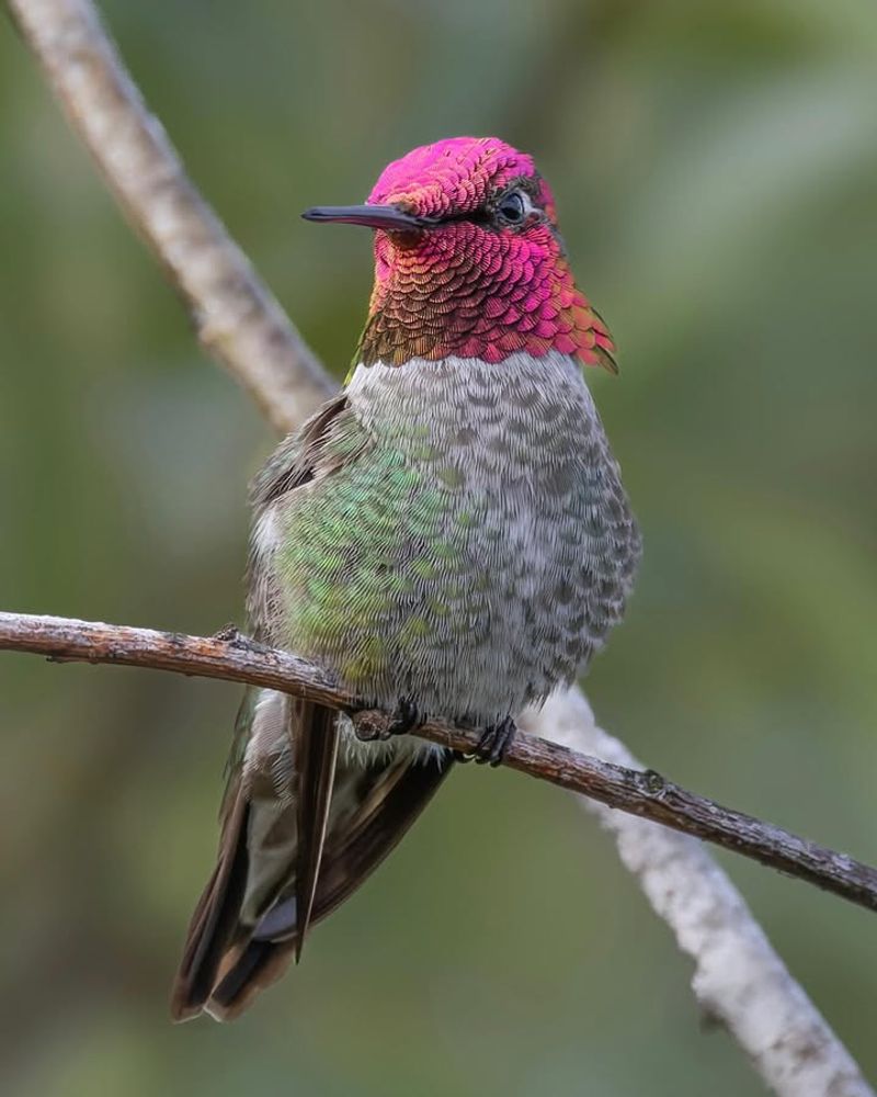 The Hummingbirds You're Most Likely To See In Oregon Winters