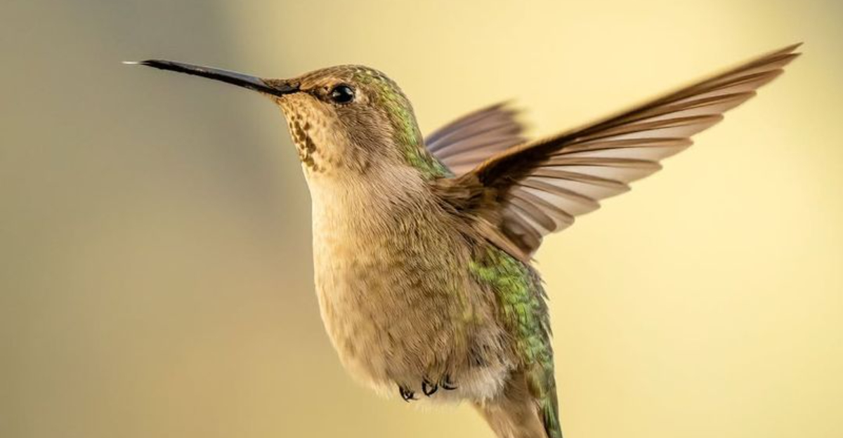 anna hummingbird