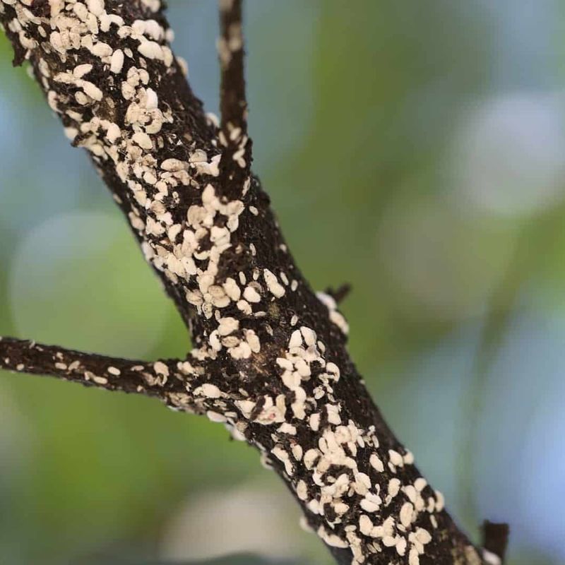 What Happens If The Sticky Buildup Is Ignored