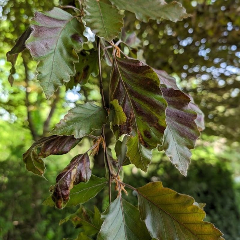 Which Beech Trees Are Most At Risk