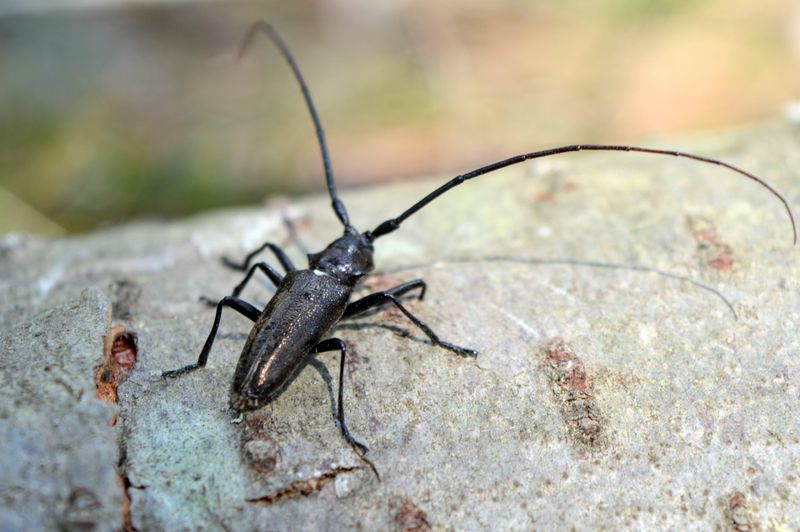 Southern Pine Beetle Infestations
