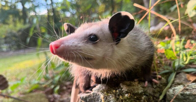 possum in yard