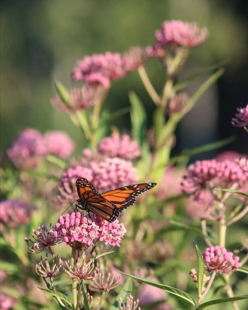 Monarch Butterflies Find A Safe Haven