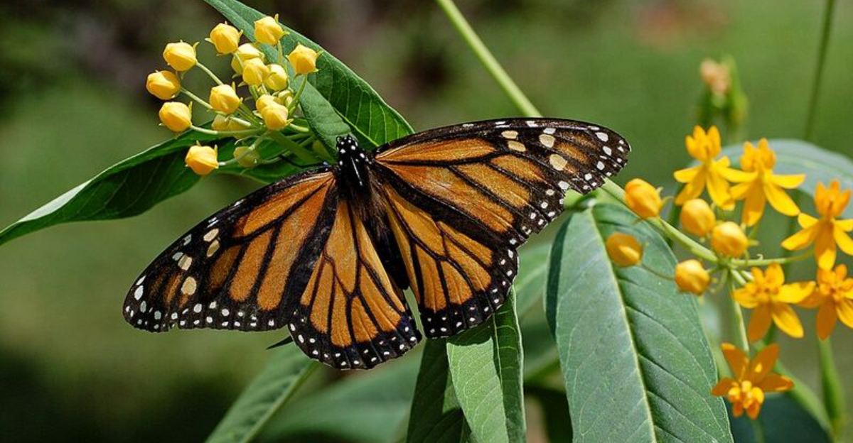 monarch butterfly on milkweed