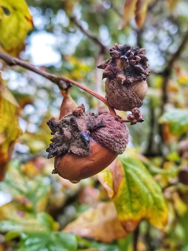 How These Clumps End Up Looking Finished Long Before The Tree Is