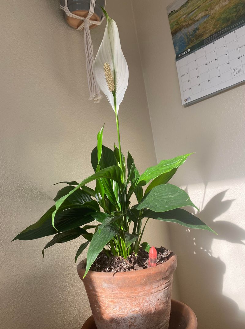 How An East-Facing Living Room Supports Health And Renewal Energy