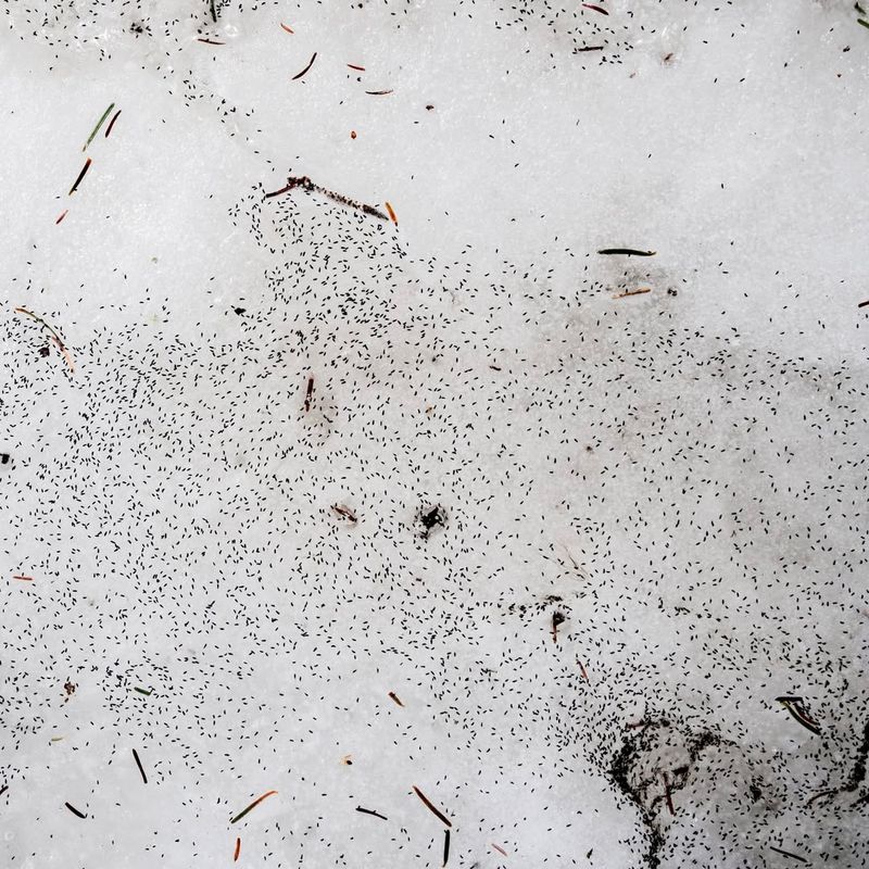 How Snow Fleas Stay Active In Winter Conditions