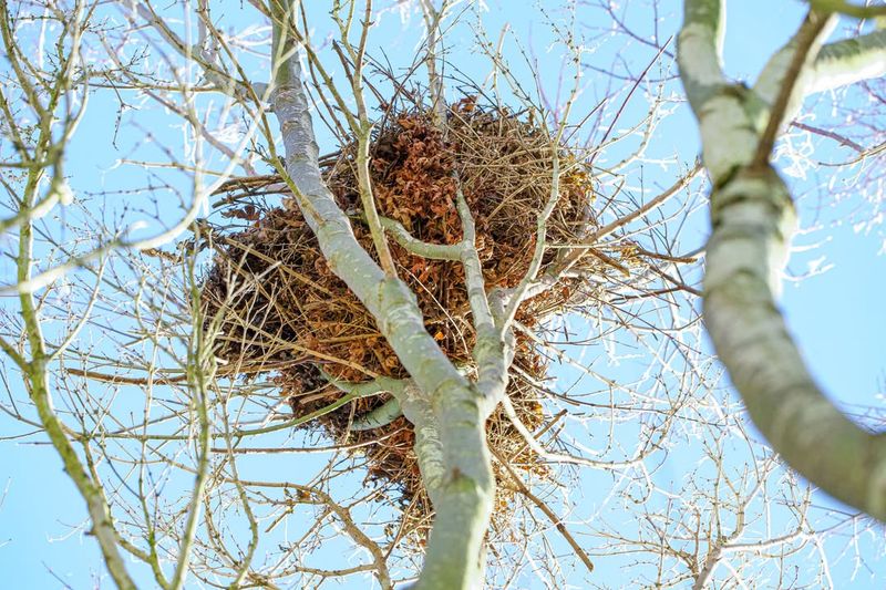 How A Drey Is Built From Twigs, Leaves, And Bark