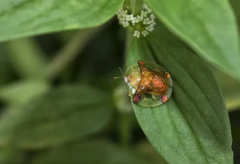 Where Alabama Homeowners Are Most Likely To Find It