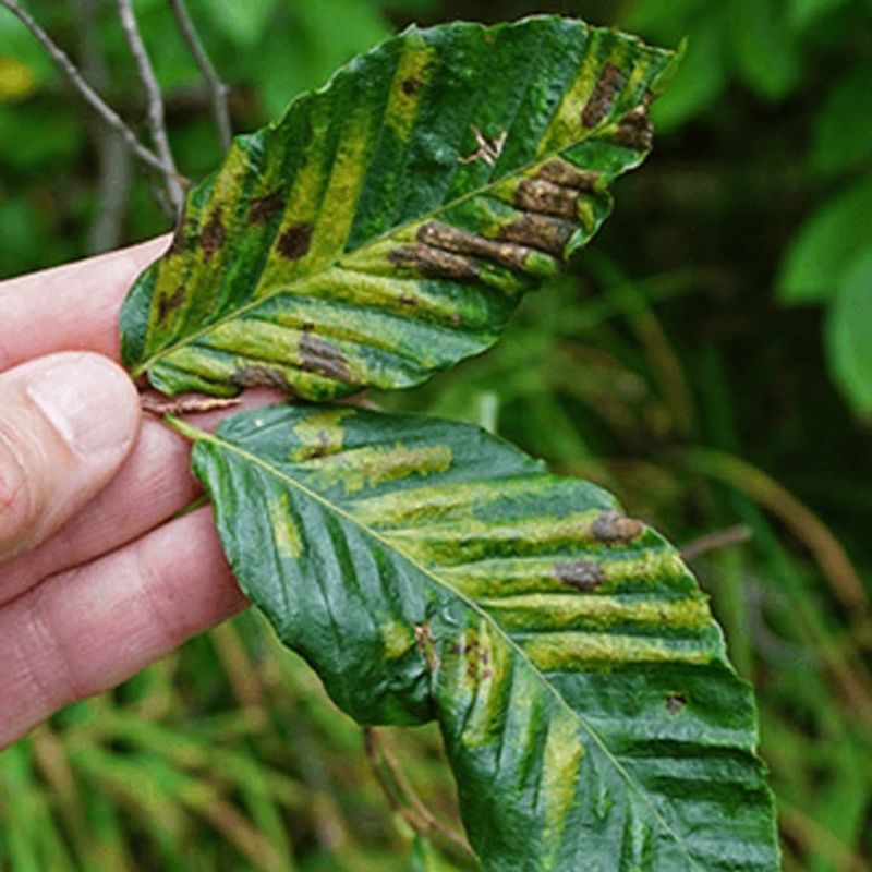 The First Leaf Changes Homeowners Tend To Miss