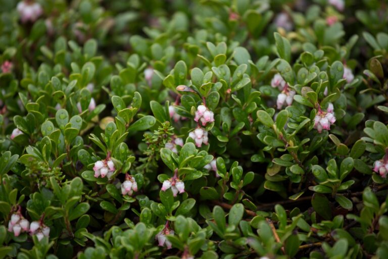 kinnikinnick ground cover