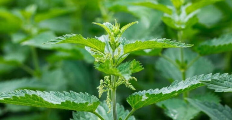 stinging nettle