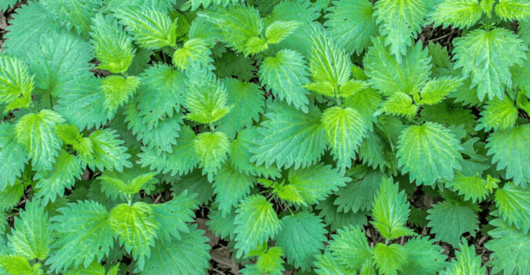 stinging nettle (featured image)