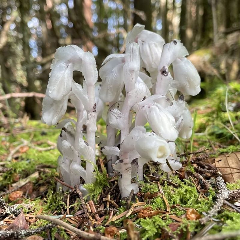 Favorable Moist, Shady Conditions