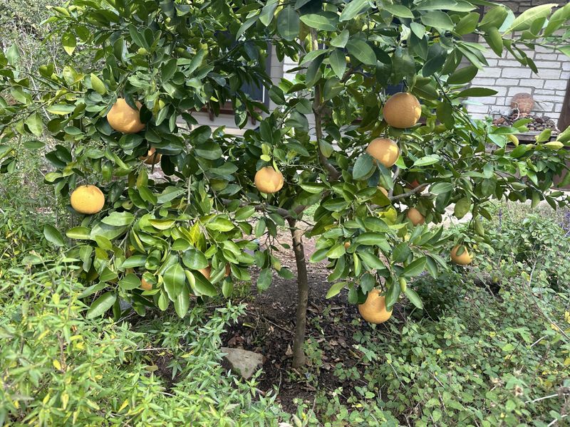 Which Plants Are Most Vulnerable Right Now