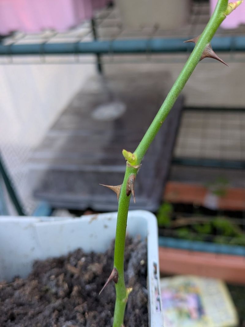 How Current Weather Conditions Support Strong Root Growth