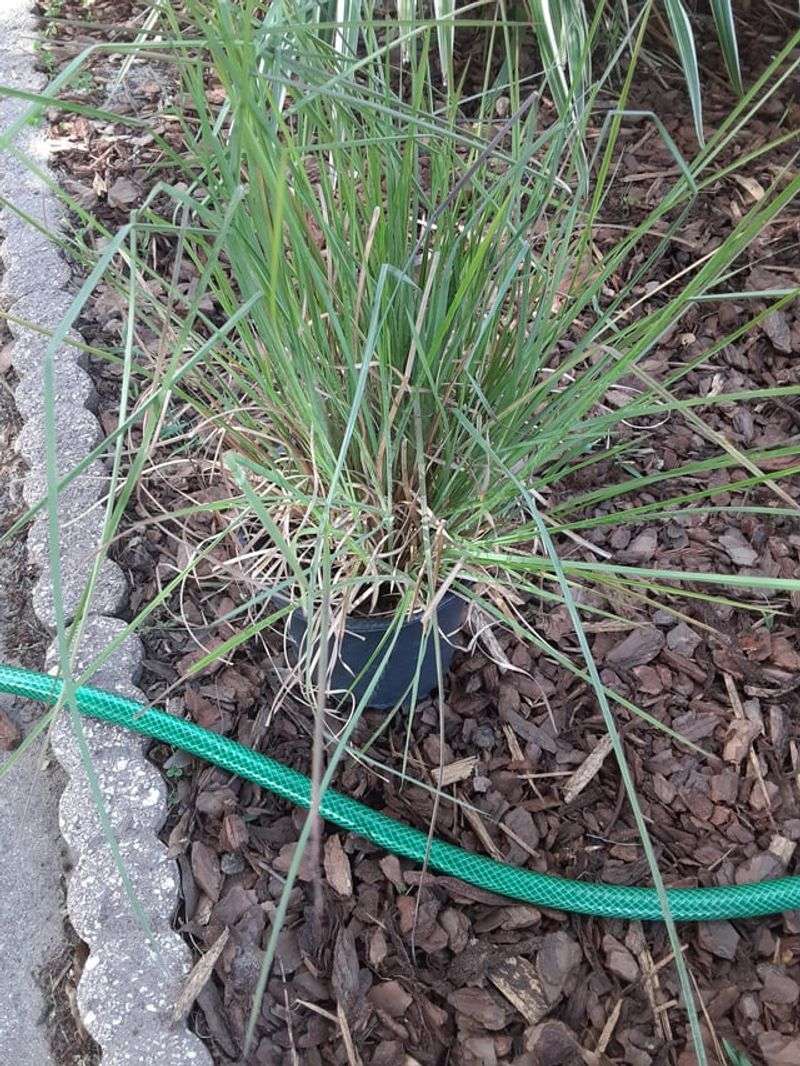 When Florida Plants Actually Use Nutrients