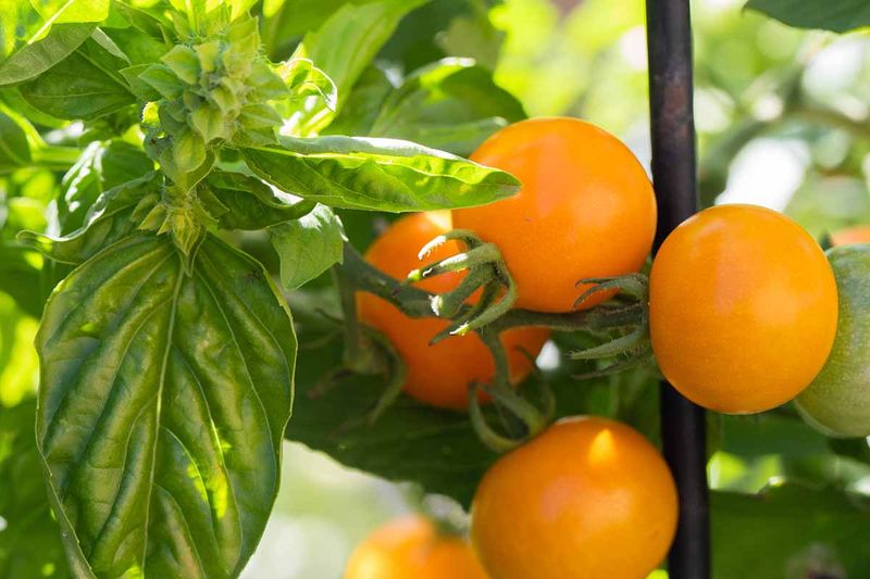 Choose Heat-Tolerant Varieties For California Gardens