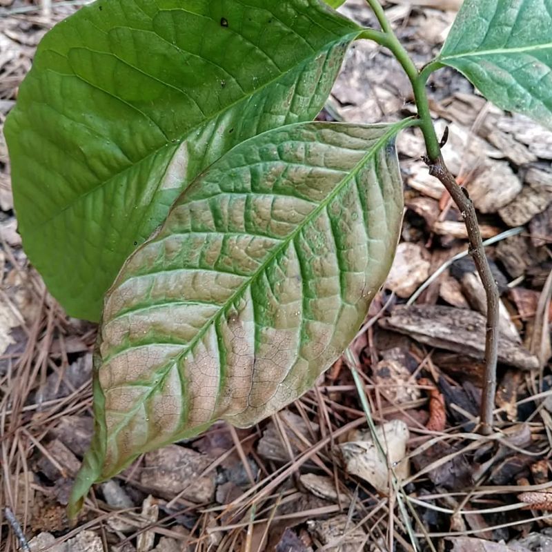 Leaf Scorch And Sunburn Damage